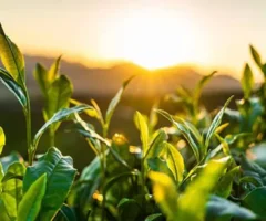 Recommended rare teas: 5 indicators to determine whether a tea is high quality