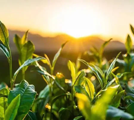 Recommended rare teas: 5 indicators to determine whether a tea is high quality