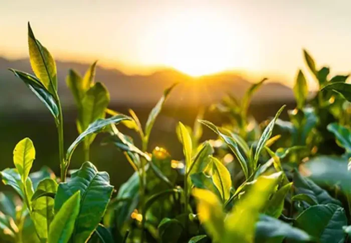 Recommended rare teas: 5 indicators to determine whether a tea is high quality
