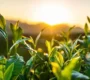 Recommended rare teas: 5 indicators to determine whether a tea is high quality